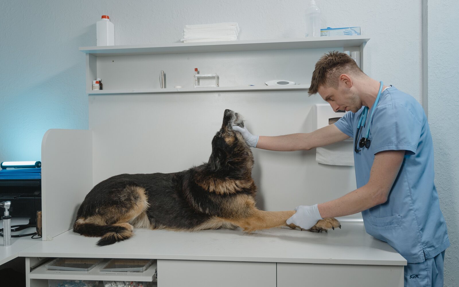 Veterinarian examining a dog in a practice financed through Market Capital Lending